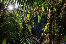 Tropical rainforest at the western slopes of the Ecuadorian Andes, northern Ecuador.