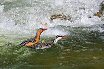 Torrent duck (Merganetta armata) male and female, Ecuador.