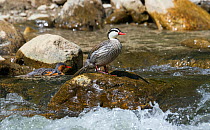 Torrent ducks (Merganetta armata) male and female, Ecuador.