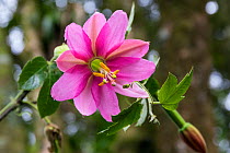 Passion flower (Passiflora mixta) tropical rainforest, northern Ecuador.