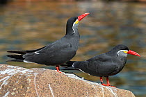 Inca terns (Larosterna inca) South America, captive.