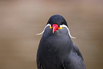 Inca tern (Larosterna inca) South America, captive