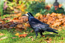 Rook (Corvus frugilegus) Bavaria, Germany. November