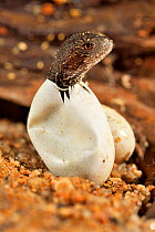 Australian water dragon (Intellagama lesueurii) hatching from egg, captive, occurs in East Australia.