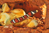Mountain kingsnake (Lampropeltis pyromelana) hatching from egg, captive occurs in Arizona.