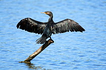 Common cormorant (Phalacrocorax carbo) perched on post with wings stretched. Le Teich Ornithological Reserve, Gironde, France