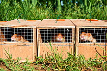 Common Hamsters (Cricetus cricetus) in cages ready for release in a wheat field. Geispolsheim, Alsace, France, June 2018