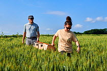 Scientists from the French Wildlife Department (ONCFS) with cages of Common hamsters (Cricetus cricetus) in a wheat field for release, Geispolsheim, Alsace, France, June 2018