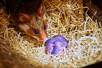 Female common hamster (Cricetus cricetus) with her newborn babies, age 3 days, Alsace, France, captive