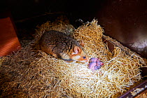 Female common hamster (Cricetus cricetus) with her newborn babies, age 3 days, Alsace, France, captive