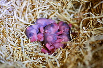 Newborn common hamster babies (Cricetus cricetus) age 3 days, Alsace, France, captive