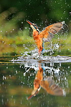 RF - Kingfisher, (Alcedo atthis), diving for fish, UK