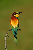 RF - Eurasian bee-eater, (Merops apiaster), in colony, Bulgaria