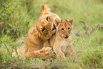 RF - African Lion, (Panthera leo), female with cub, Masai Mara, Kenya, Africa,