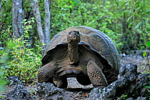 RF - Alcedo volcano Galapagos giant tortoise (Chelonoidis vandenburghi) adult male on forest track, Urbina Bay, Isabela Island, Galapagos.