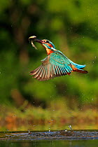 Kingfisher, (Alcedo atthis), diving for fish, UK