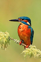 Kingfisher, (Alcedo atthis), on perch, UK