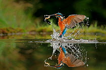 Kingfisher, (Alcedo atthis), diving for fish, UK