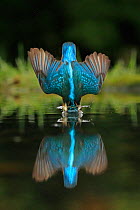 Kingfisher, (Alcedo atthis), diving for fish, UK, Medium repro only, Motion blur