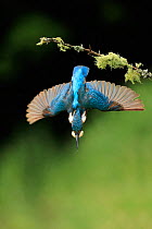 Kingfisher, (Alcedo atthis), diving for fish from branch, UK, Medium repro only