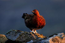 Red Grouse, (Lagopus lagopus), on wall, Yorkshire, UK