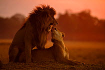 African Lion, (Panthera leo), pair mating from marsh pride, Masai Mara, Kenya, Africa,