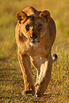 African Lion, (Panthera leo), female hunting, Masai Mara, Kenya, Africa,