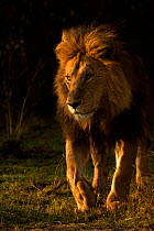 African lion, (Panthera leo), male, Masai Mara, Kenya, Africa,