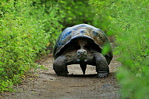 Alcedo volcano Galapagos giant tortoise (Chelonoidis vandenburghi) adult male on forest track, Urbina Bay, Isabela Island, Galapagos.
