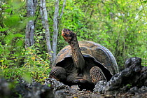 Alcedo volcano Galapagos giant tortoise (Chelonoidis vandenburghi) adult male on forest track, Urbina Bay, Isabela Island, Galapagos.