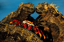 Sally lightfoot crab, (Grapsus grapsus), feeding on marine iguana parasites and dead skin, Galapagos