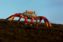 Sally lightfoot crab, (Grapsus grapsus), at sunrise, Galapagos