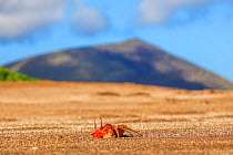 Galapagos Ghost Crab, (Ocypode gaudichaudii), emerging from burrow with volcano in background Galapagos