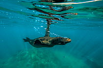 Galapagos sea lion, (Zalophus wollebaeki), swimming upside down, Galapagos