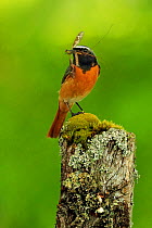 Redstart , (Phoenicurus phoenicurus) male with food for young, UK