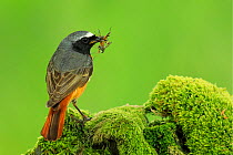 Male Redstart , (Phoenicurus phoenicurus), with food for young, UK