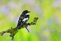 Pied Flycatcher , (Ficedula hypoleuca), male with food for young, UK