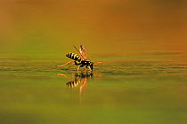 European Paper Wasp, (Polistes dominula), drinking, Bulgaria, June.