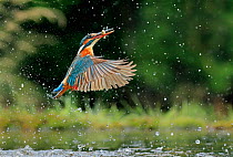 Kingfisher, (Alcedo atthis), catching fish in rain, UK