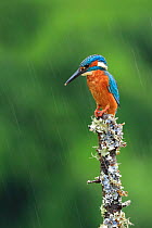 Kingfisher, (Alcedo atthis), on perch in rain, UK