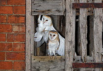 Barn owl (Tyto alba), young in nest about to fledge, UK.