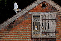 Barn owl (Tyto alba), young in nest about to fledge, UK.