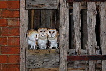 Barn owl, (Tyto alba), young in nest about to fledge, UK.