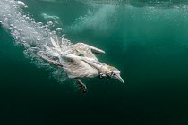 Gannet, (Morus bassanus), hunting underwater, Bass Rock, Scotland, UK