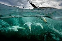 Gannet, (Morus bassanus), hunting underwater, Bass Rock, Scotland, UK