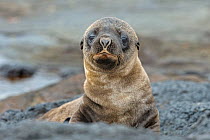 Galapagos sea lion, (Zalophus wollebaeki), pup on shore, Galapagos.