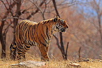Bengal Tiger, (Panthera tigris), walking, Ranthambhore, India