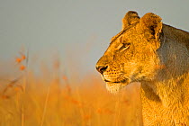African Lion, (Panthera leo), female hunting, Masai Mara, Kenya, Africa,