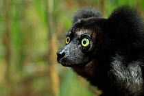 Indri Lemur, (Indri indri), in rainforest, Perinet, Madagascar
