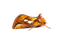 Gold spot moth (Plusia festucae) Monmouthshire, Wales, UK, July.